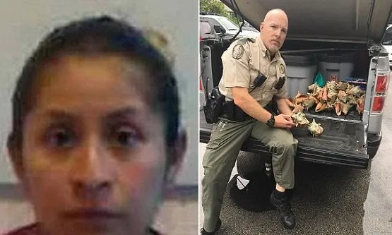 OUTRAGE: Woman Arrested and Sentenced to 15 Days in Jail for Taking SEASHELLS off a Beach in Florida