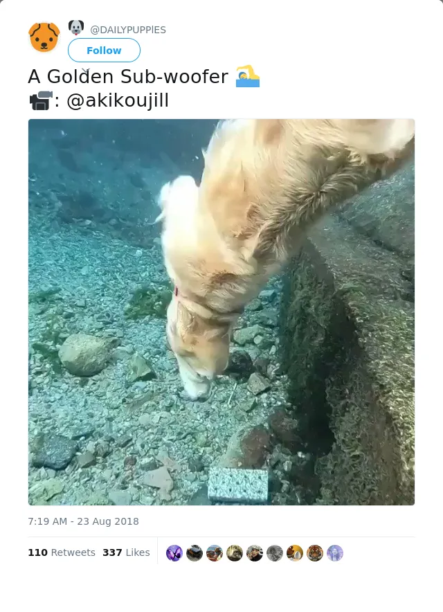 RT @DAILYPUPPlES: A Golden Sub-woofer 🏊‍♂️
📹: @akikoujill