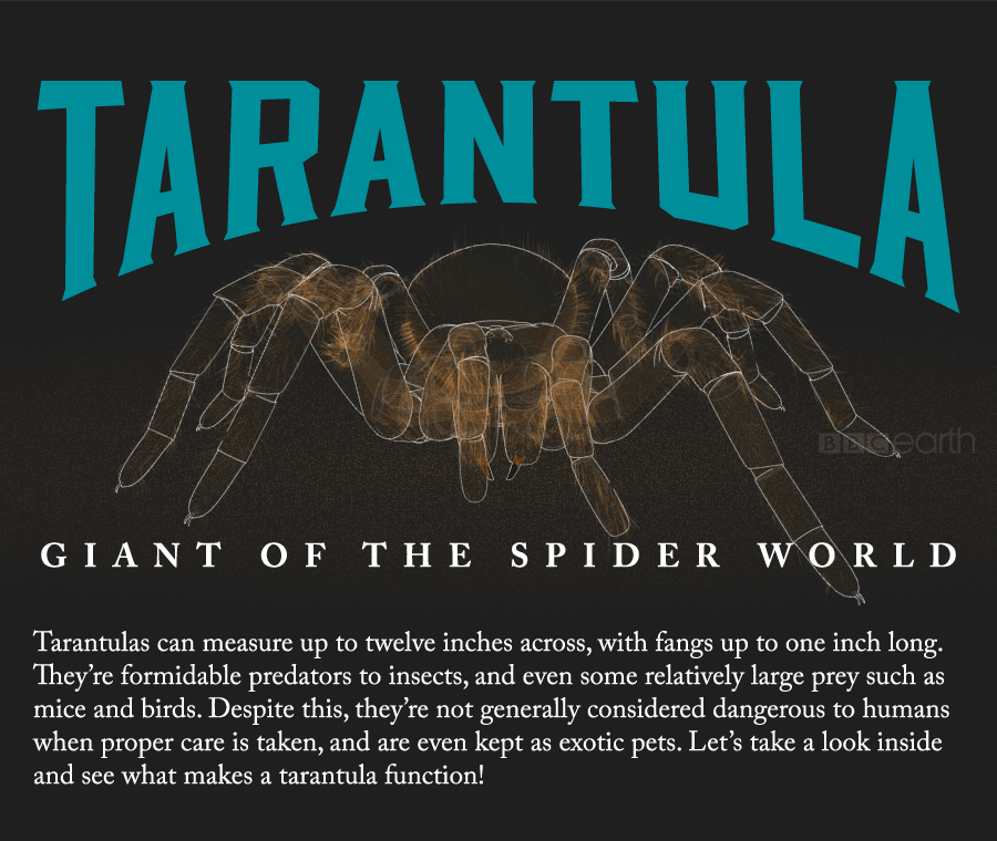 Giant Tarantula: Animated gif's, a moving visual representation of a spider!