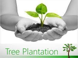 Tree Plantion