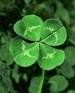 For Apostle Patricks Ex-members - a little tune
