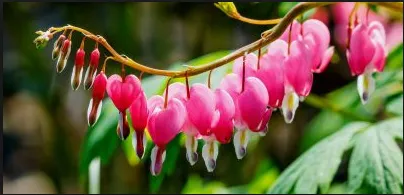 TOP 5 BEAUTIFUL FLOWERS IN THE WORLD!!!!!!