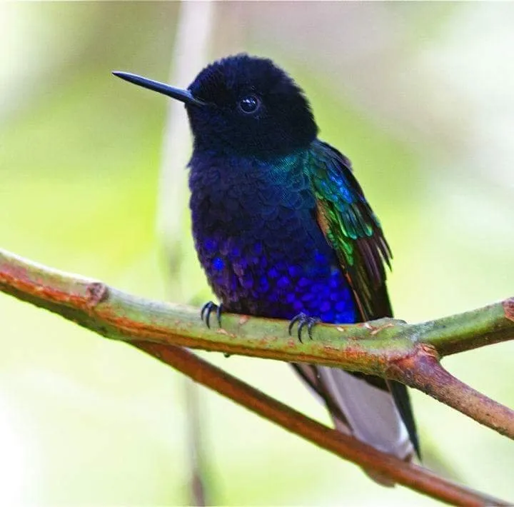 Humming Birds ❤