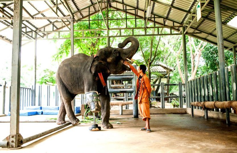 "Friends of an Asian elephant"/ Episode 2