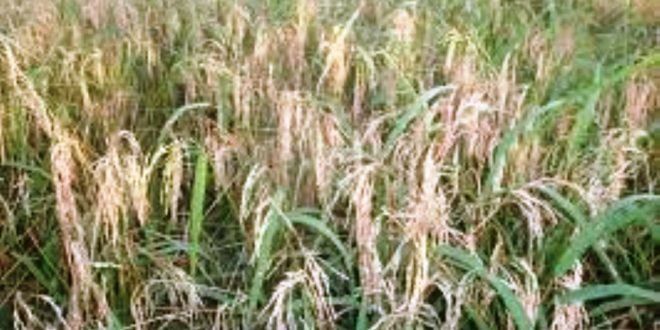 Boro production will increase after the blast disease in different places including Chuadanga, Meherpur!