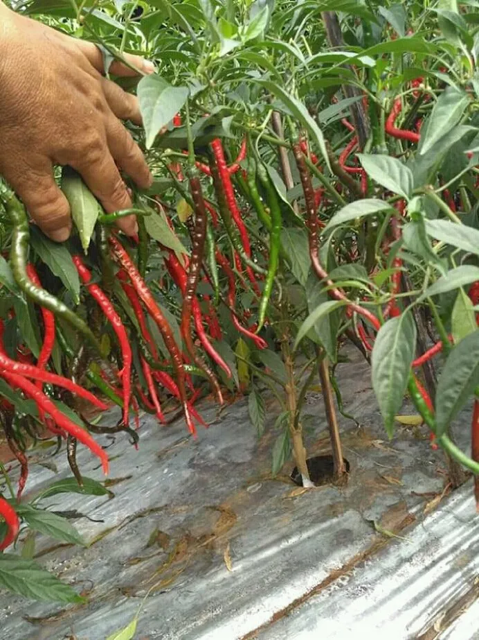 The Secret to Success in Planting Chili