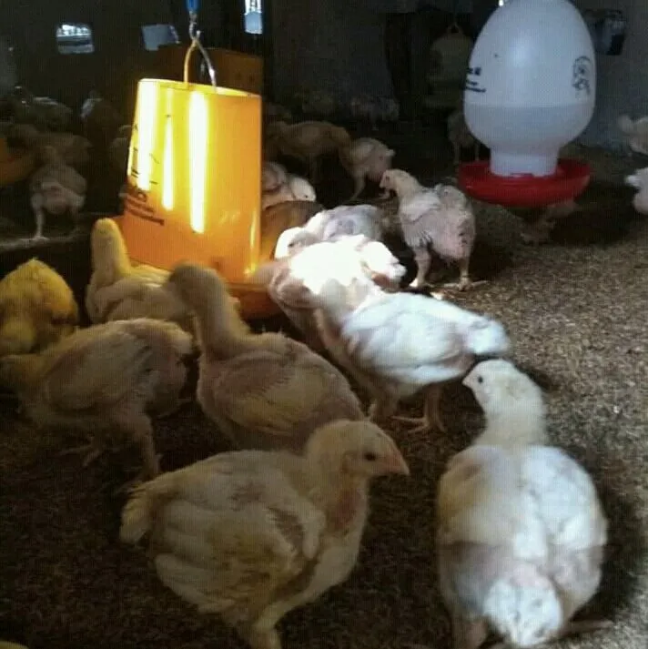 My Chicken Cage