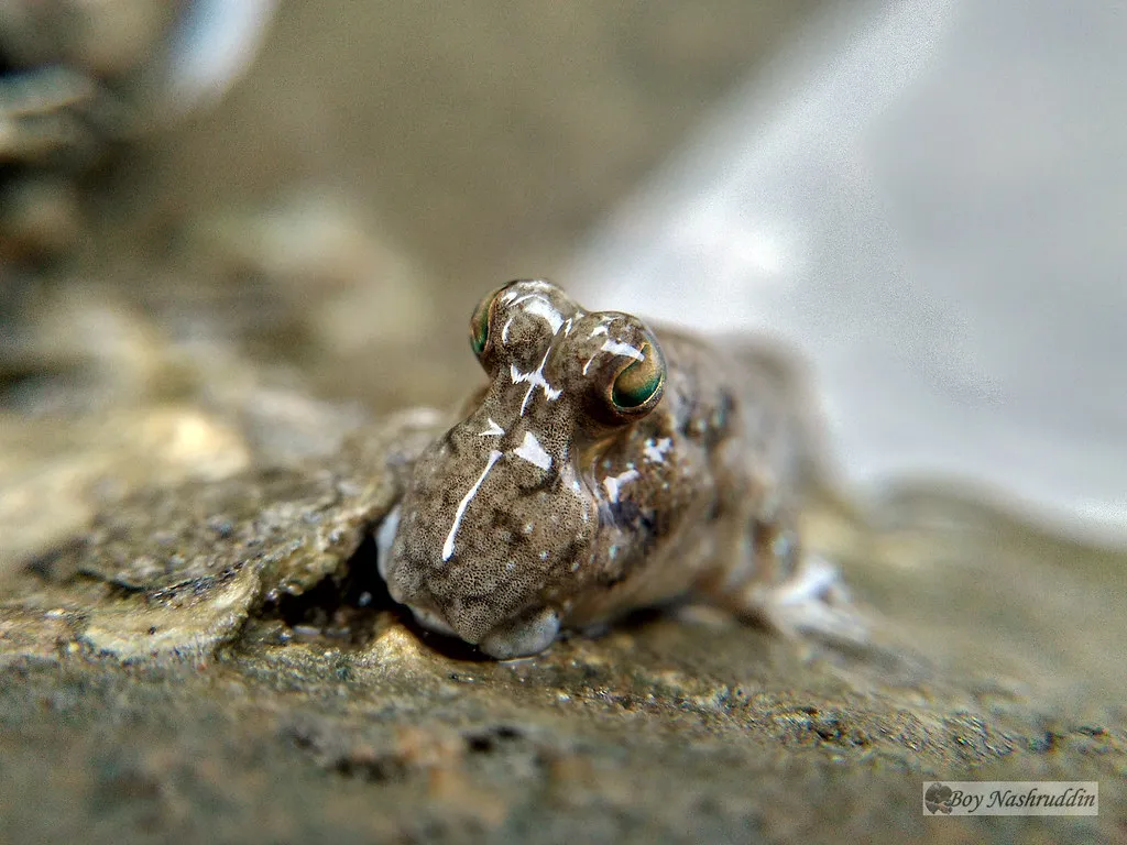 Macrophotography - Mudskipper; Brackish Water Fish Able to Walking in Mud