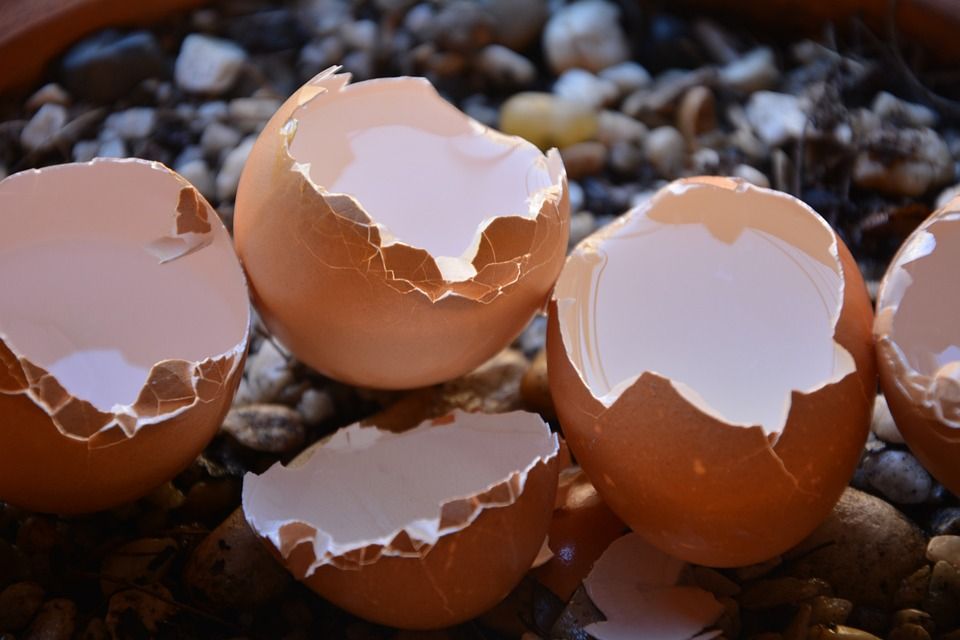 How Eggshells helped my Pooch
