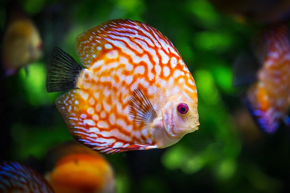 A Common gurnard prettily perches prettily