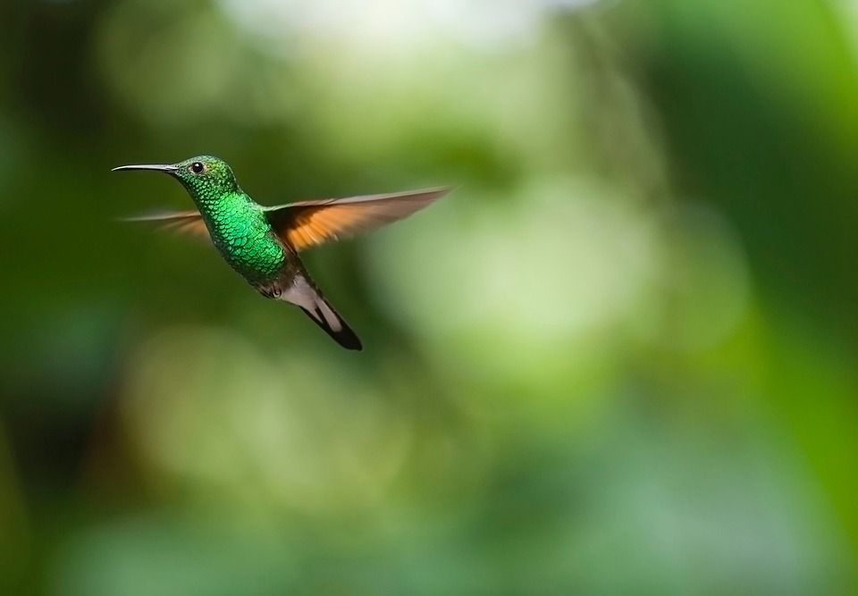 O Beija-flor
