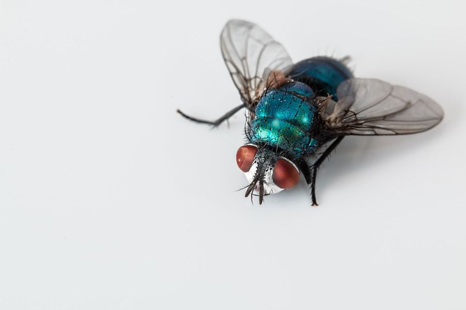 Mosca varejeira