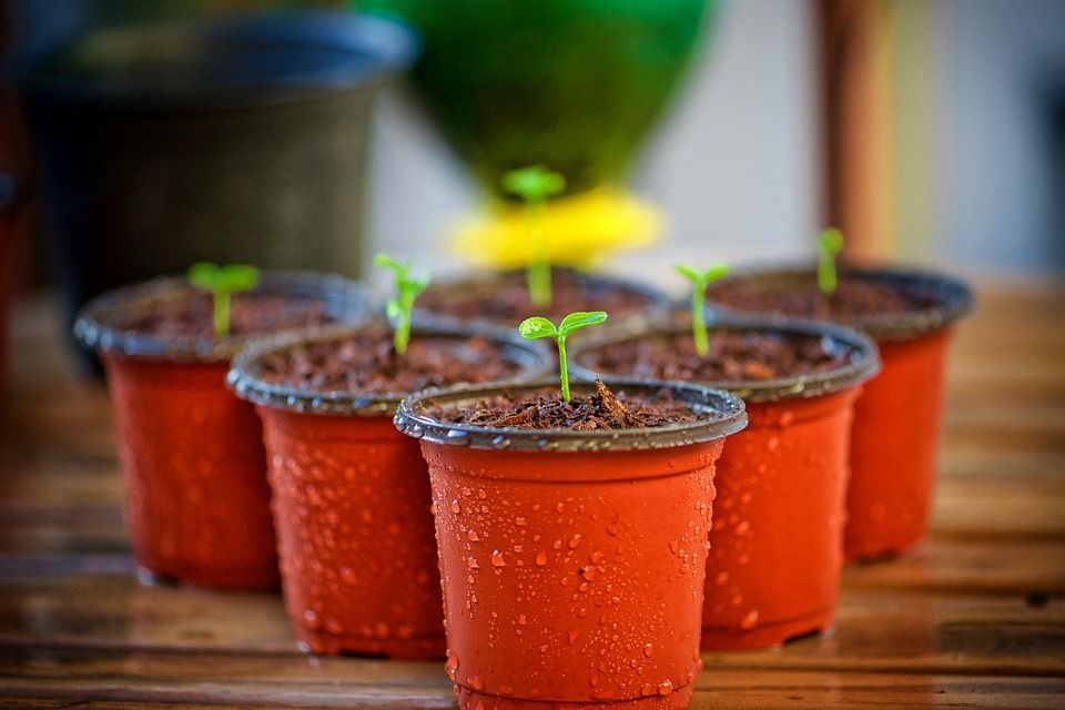 Farms: Home Garden- Recommendations