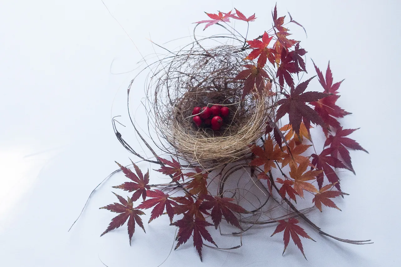 Bird's Nest with Autumn Colour. Red. Orange. Colour Challenge. Ephemeral Art. Original Photography.
