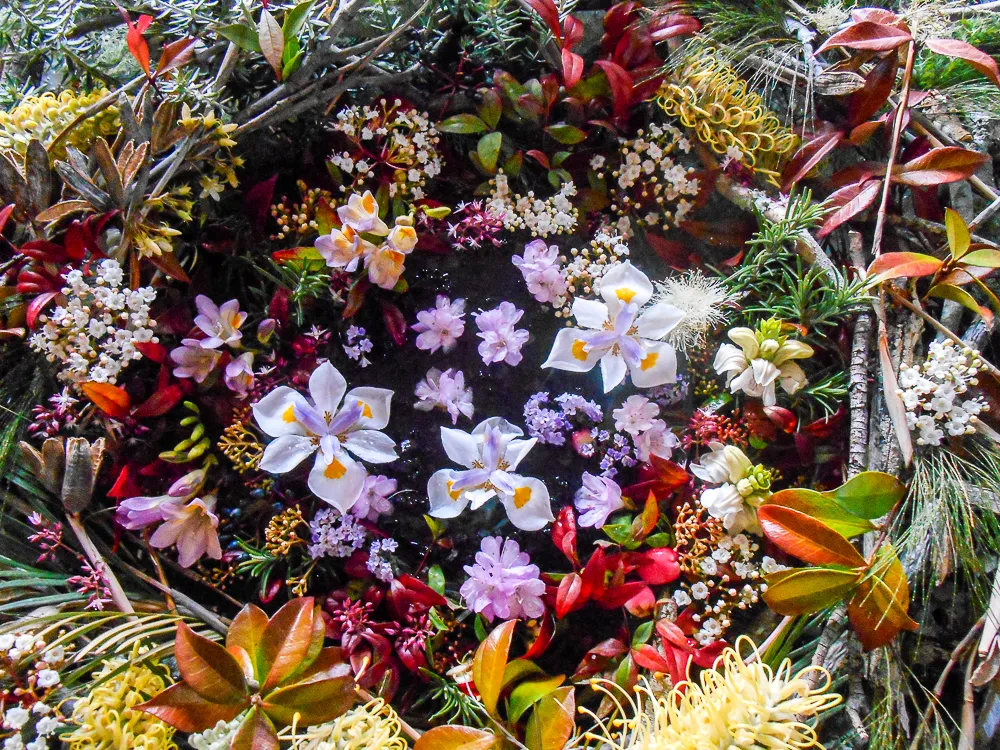 BEWARE THE MIRE: A Beautiful Soul Emerging. Pond of Abundance. Ephemeral Art. Photography.
