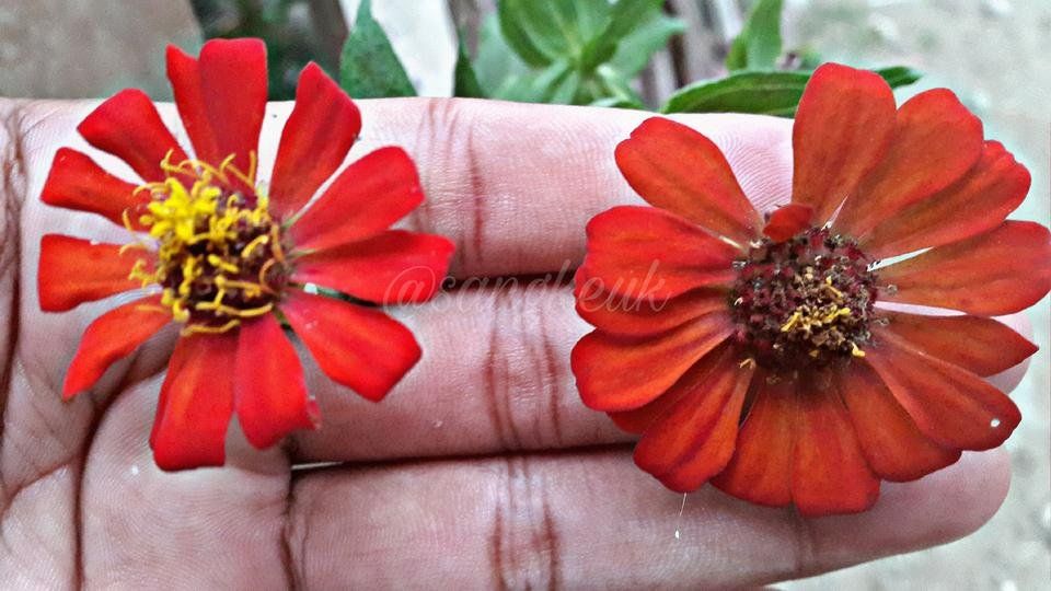 #photography | two flowers |