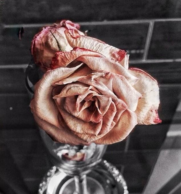 Rosa Seca Special Flower