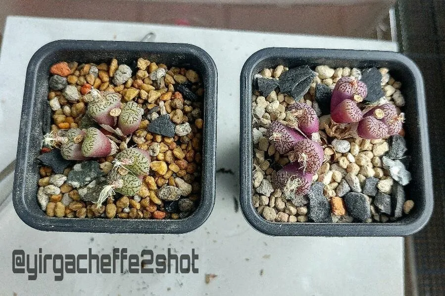 [Conophytum] 빨갛게 빨갛게 물들었네~