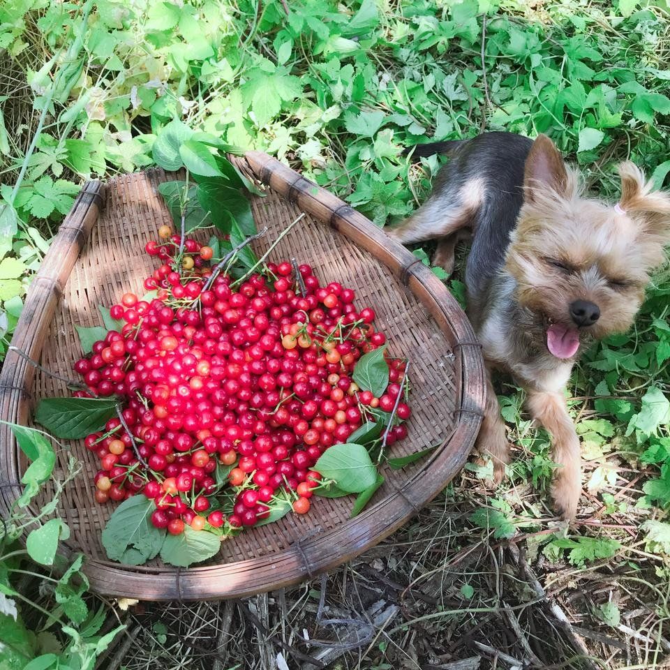 MySmartphonePhotography 家里的樱桃熟了🍒