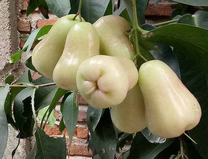 Jambu enak dan menarik, silahkan anda mencoba
