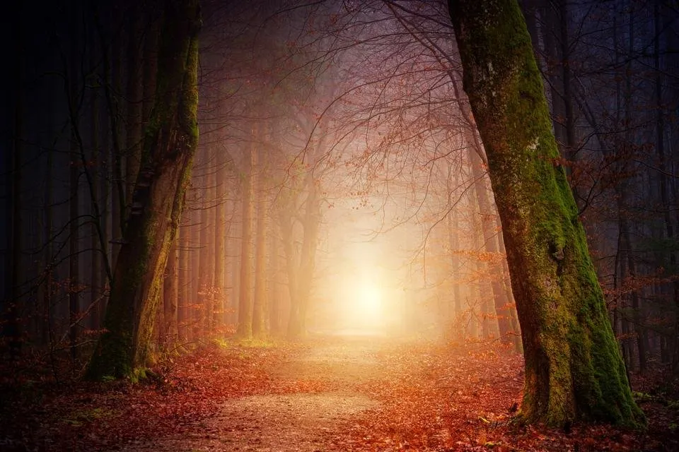 nature-3151869