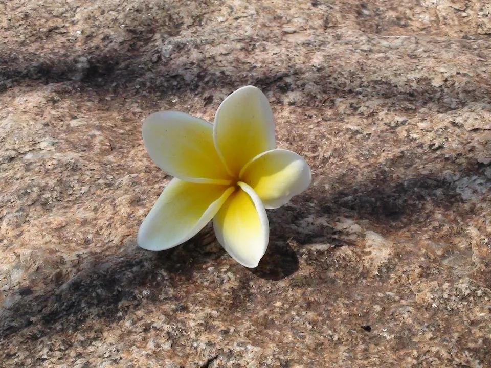 Plumeria  Hampi Karnataka