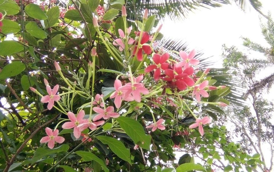 Various talk about flowers