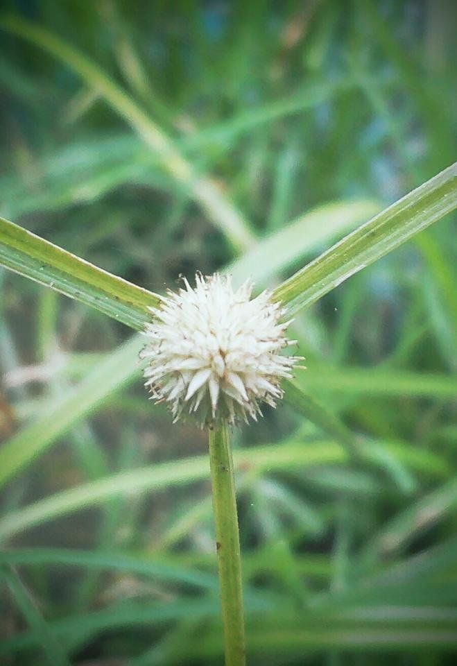 Flower photography 