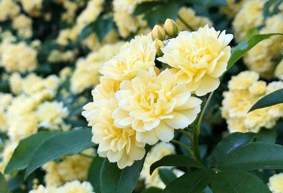 2018 Kyoto is in spring. Honen-in〈Plants edition〉No.01　「京都は春です。法然院〈植物編〉その１」