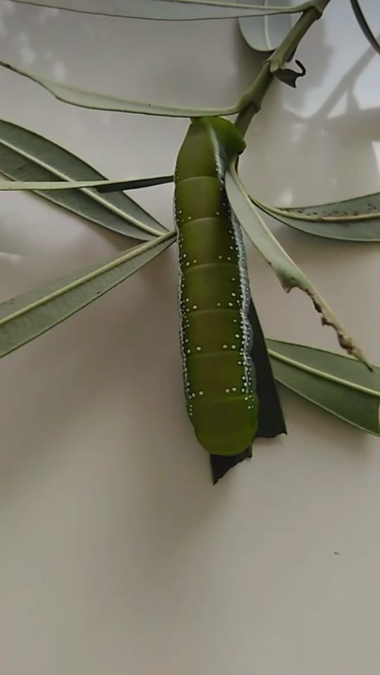Green caterpillar