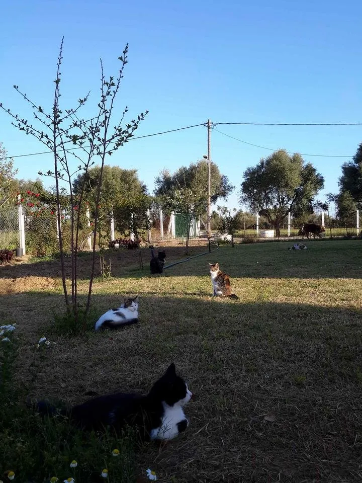 Cats in the spring evening sun