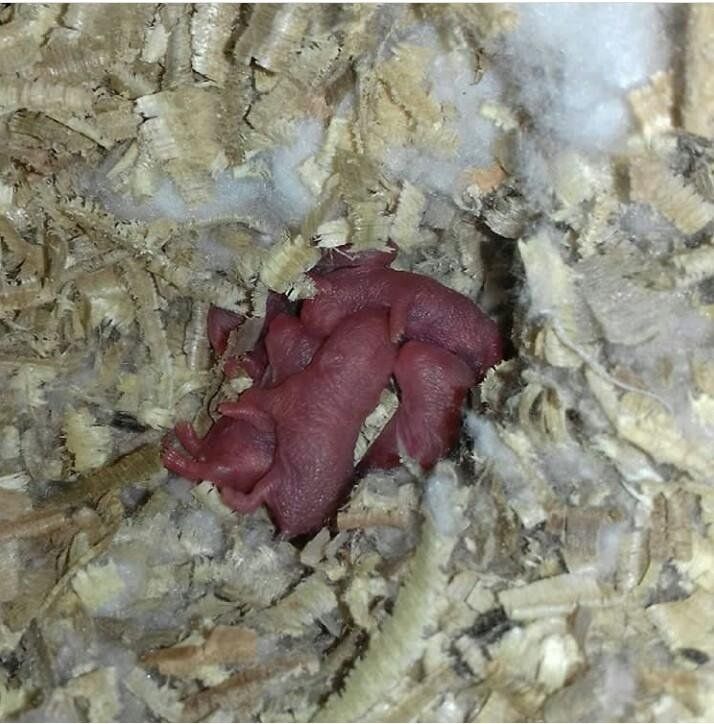 Hamster kids 