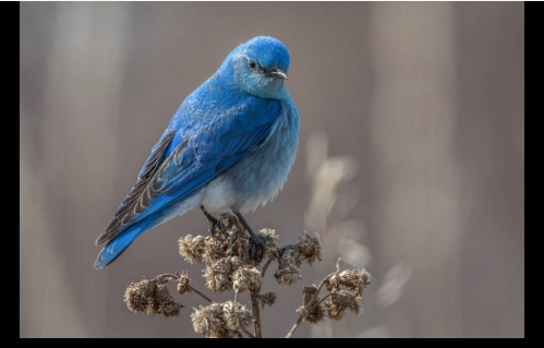 This mountain bluebird isn't actually blue
