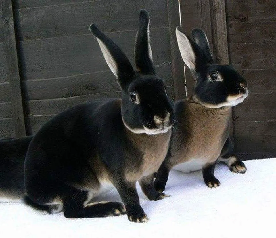 Black Otter Rex Rabbits.