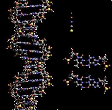 DNA Fingerprinting
