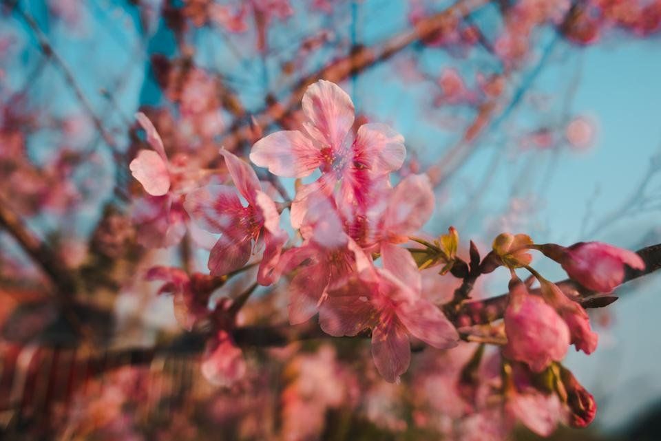🌸 Taiwan Cherry Blossoms 🌸