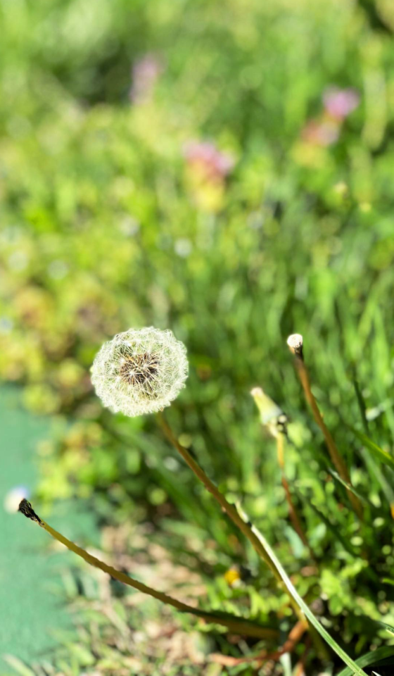 📷 # ColorChallenge-Taraxacum - Busy