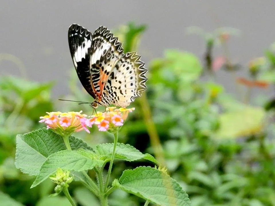 I love Butterfly & lantana flower . My photography