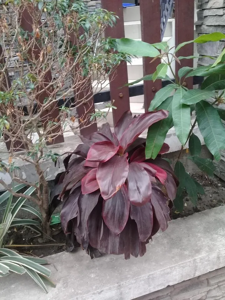 Nice Bonshai tree