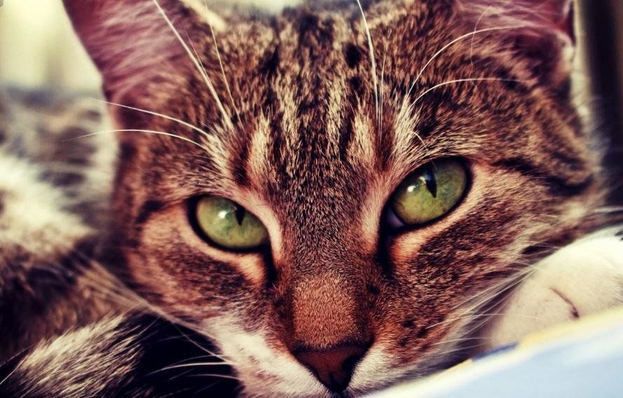 Perfect Cat | Animal Photography 