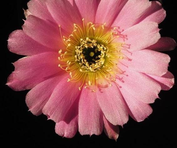 Macrophotography-flower
