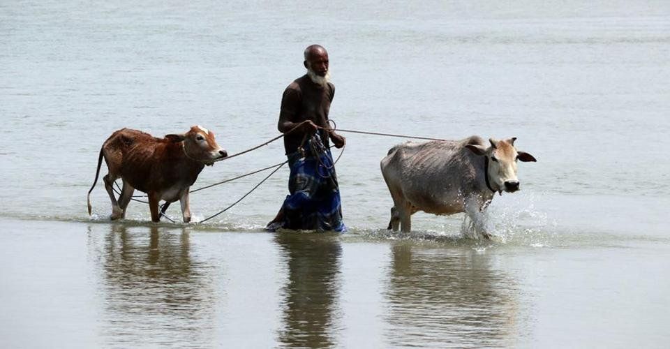 Cow crossing in the waters of Teesta river.