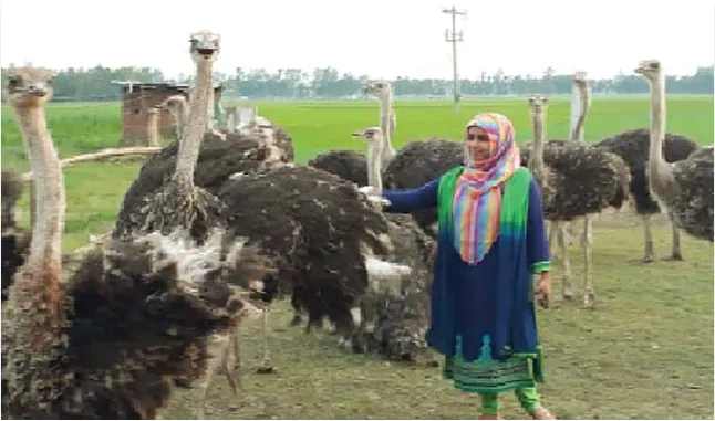 Camel's bird farm 