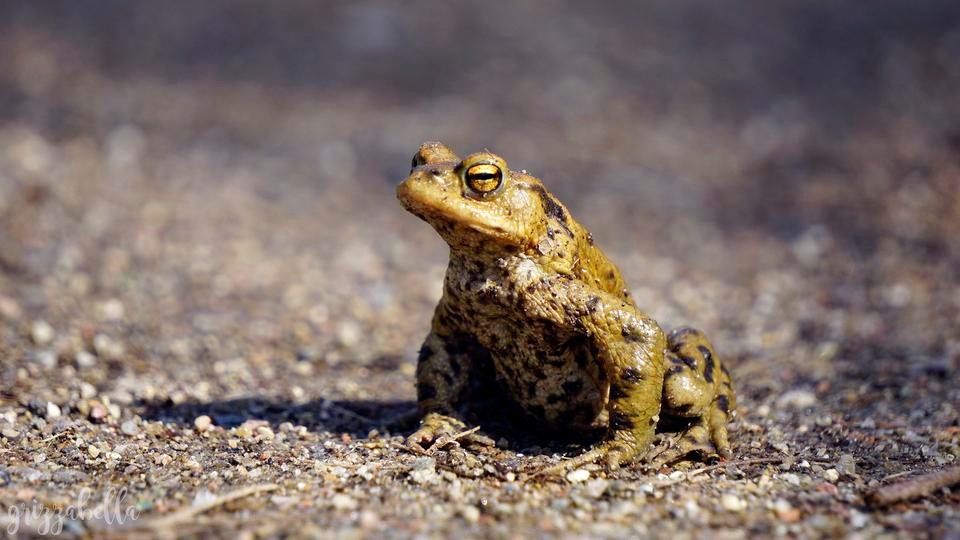 Erdkröte (Bufo bufo) - Domänental #1