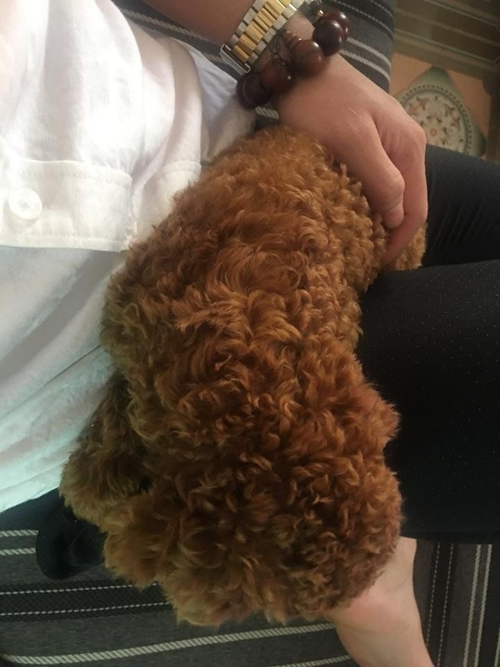The dog poodle named Bim