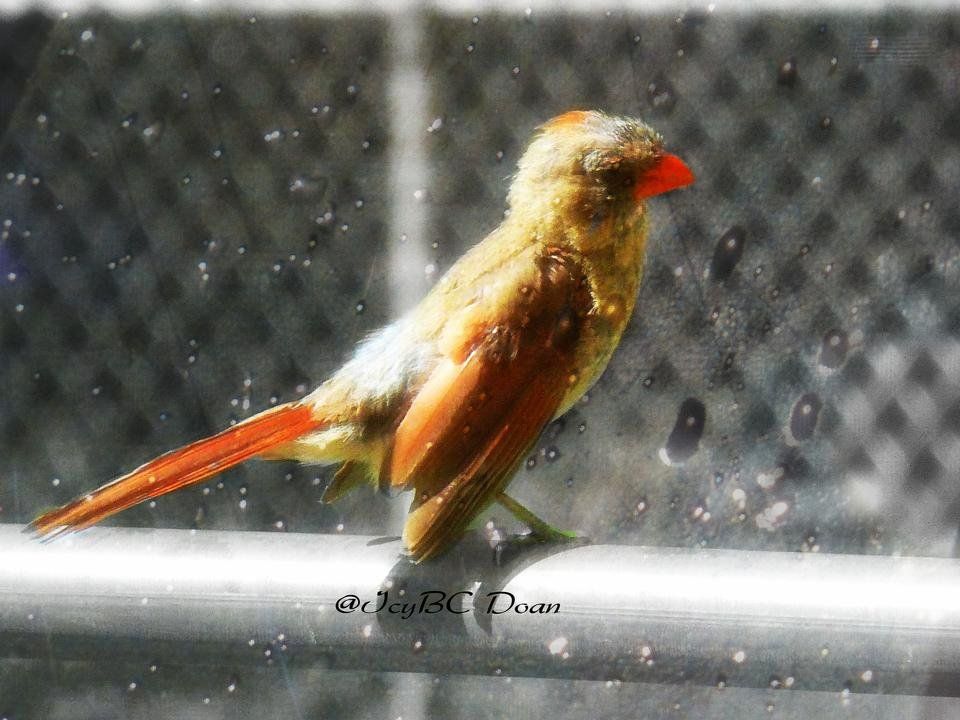 My Thinking Cardinal