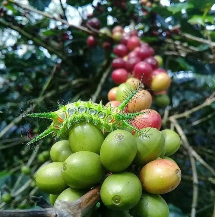 "Sesongot" Kopi Gayo