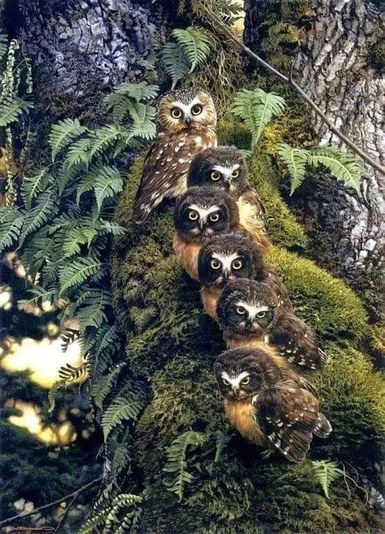 Owl family .