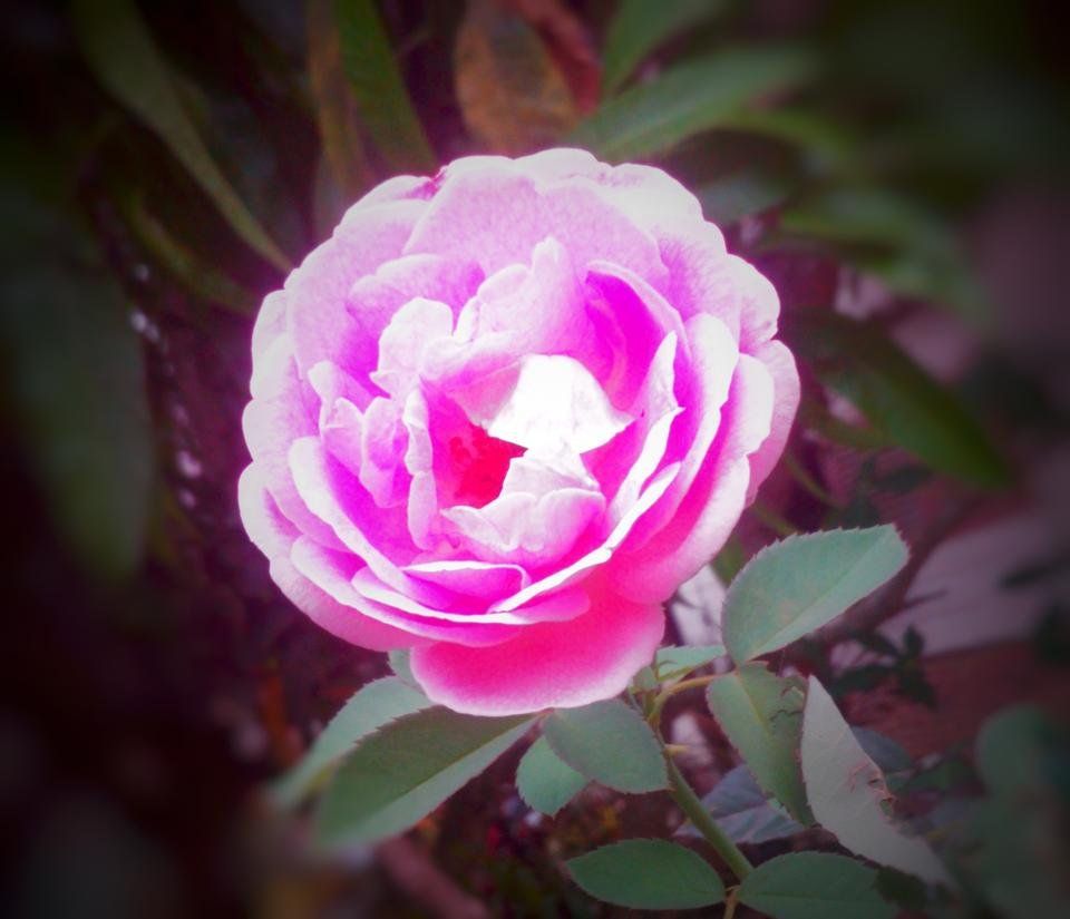 Flowers Rose Red