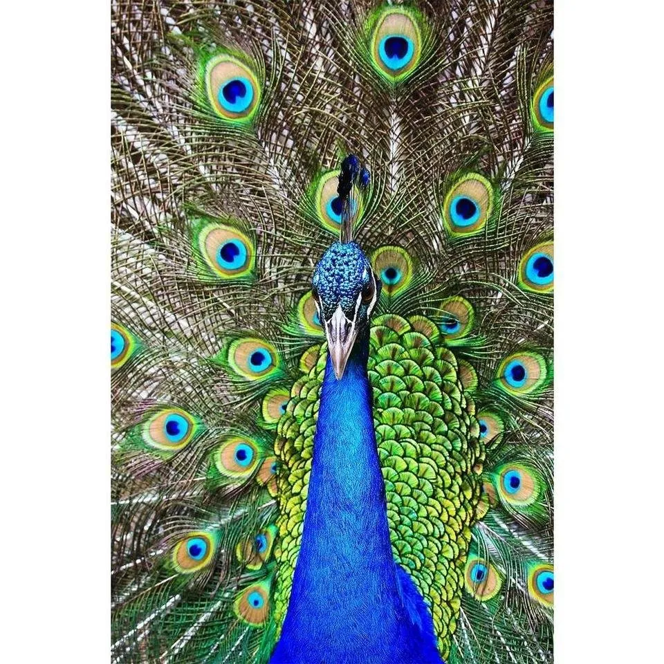 🎨🕊Peacock Painting🖌